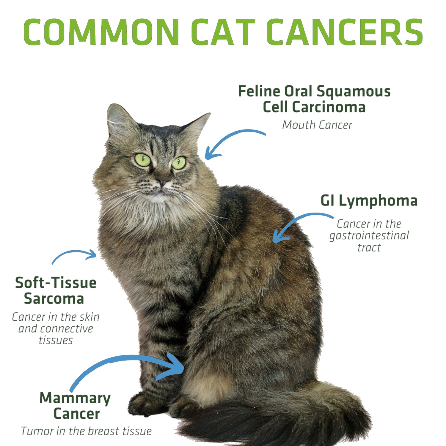 Common Cat Cancers