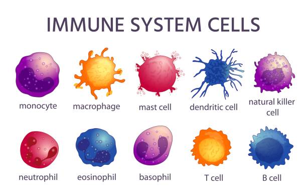 Immune Cell Types